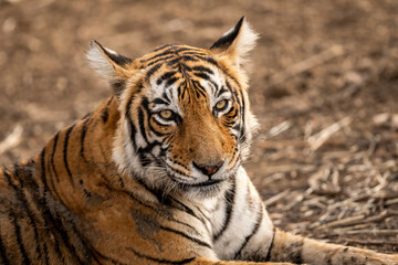Fototapeta na wymiar wild bengal female tiger portrait at Ranthambore National Park or Tiger Reserve Rajasthan India - panthera tigris tigris