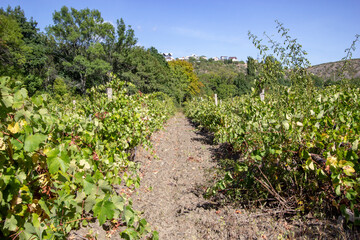 Fototapeta na wymiar organic vineyards on the southern coast of Crimea