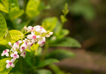 Obraz premium Beautiful white and purple Pseuderanthemum