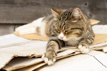 tabby cat lies on white boards in the fresh air, portrait of a cat, cat is resting outside in the yard, brown cat is stretching, cat is lying and looking