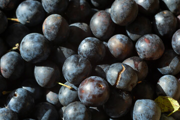 fresh plum fruits in a basket close-up, background of blue berries, juicy purple fruits in sunny weather on the market