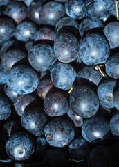 fresh plum fruits in a basket close-up, background of blue berries, juicy purple fruits in sunny weather on the market