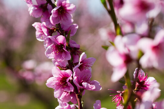 Close-up of blooming peach trees in the fields n spring on sunny day