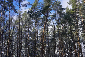 Sonnige winterliche Waldlandschaft mit vielen Kiefern und Schnee bei Sonnenschein, blauem Himmel und Wolken