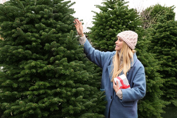 Woman choosing plants at Christmas tree farm. Space for text