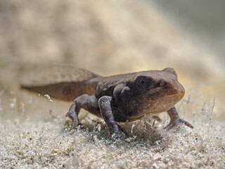 Juvenile toad underwater, junge Erdkröte unter Wasser