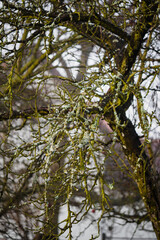 Gray moss growing on tree branches.
