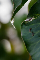 Frozen drop on an ivy leaf.