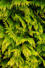 Thuja - fresh green leaves in the wild.