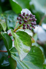 Fototapeta premium Snow on ivy seeds in winter.