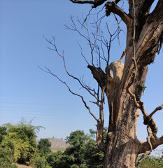 Fototapeta na wymiar tree in the middle of nowhere