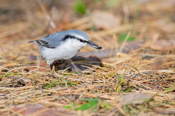 Nuthatch is a very interesting and nimble bird.