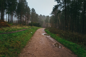 Cannock Chase last year autumn