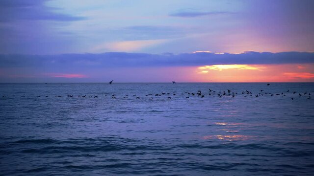 A flock of cormorants flies early at dawn over the sea. A flying flock of cormorants flies over the sea in a long chain against the background of the rising sun