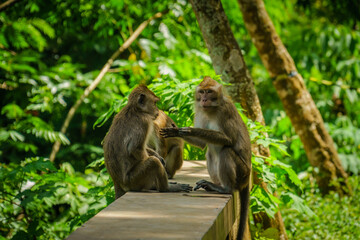 Two monkeys playing with each other in forest at Hutan Raya Juanda Bandung, West Java, Indonesia.