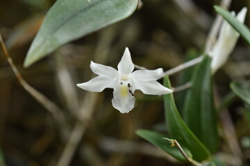 Pigeon orchid blooming beautifully in the garden. Dendrobium crumenatum.