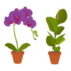 Houseplant Ficus potted plant