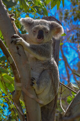 A cute, cuddly koala looking from the fork of a native gum tree. This arboreal Australian marsupial has thick grey fur and feeds on eucalyptus leaves. It looks bear-like, but is not a bear.