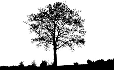Natural silhouette of tree (Vector illustration). Eps10