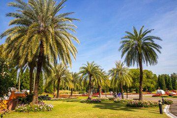 Fototapeta na wymiar landscape of Palm tree in nature park