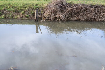 Sumpfland im Januar
