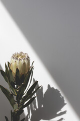 protea Australian native white flower with shadow
