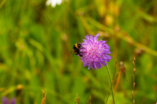 bee on a flower