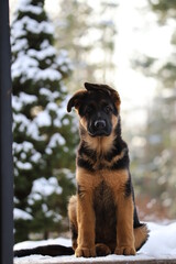 german shepherd puppy
