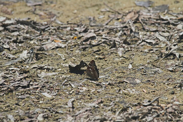 großer Schillerfalter