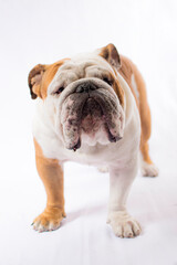 Obraz premium PERROS Y MASCOTAS