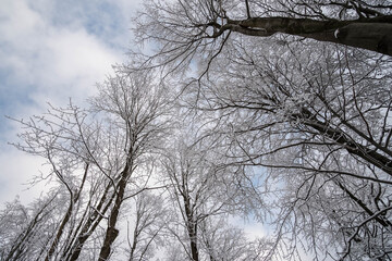 Trees branches in winter landscape snow