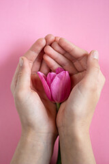 Children's hands are holding a vibrant pink tulip. Close-up. On a pink background. Place for an inscription.