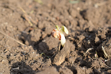 Peanut sprout in the early stages.