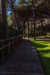lonely wooden road in the field © beatriz