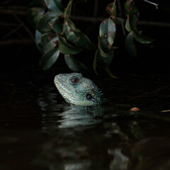 Gippsland Water Dragon, Shoalhaven River, NSW, January 2021