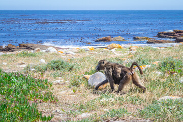 Chacma baboons (Papio ursinus) feeding on wild vegetation next to a coastline, Cape Point National...