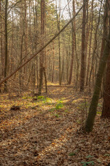 path in autumn forest