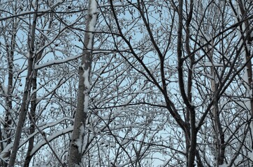 trees in the winter on blue sky