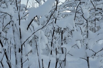 snow covered branches