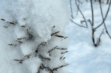 snow covered branches