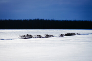 Winter landscape in countryside. Blue skies, dark trees and white snow, that forms flag of Estonia. Selective focus