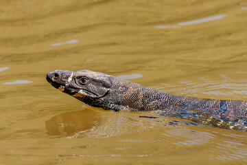 Lace Monitor, Shoalhaven River, NSW, January 2021