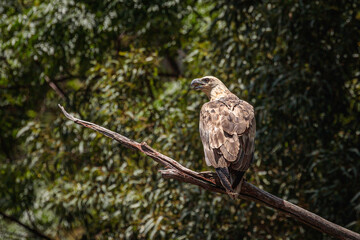 White-bellied Seaeagle, Shoalhaven River, NSW, January 2021