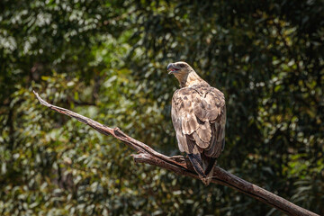 White-bellied Seaeagle, Shoalhaven River, NSW, January 2021