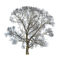 Fototapeta premium Black poplar or populus nigra without leaves isolated on white background. Element for winter, early spring or late autumn design - silhouette of leafless old, strong tree 