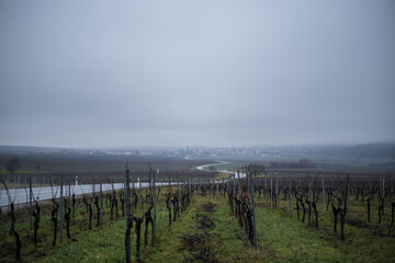 Fototapeta na wymiar vineyard in winter