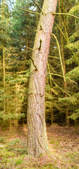vertical panorama of pine tree trunk
