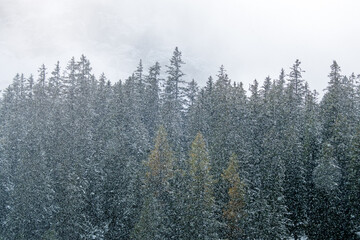 winter forest with snow fall in the Bernese Alps