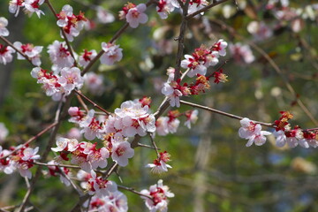 桜の開花