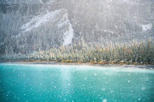winter forest with snow fall in the Bernese Alps